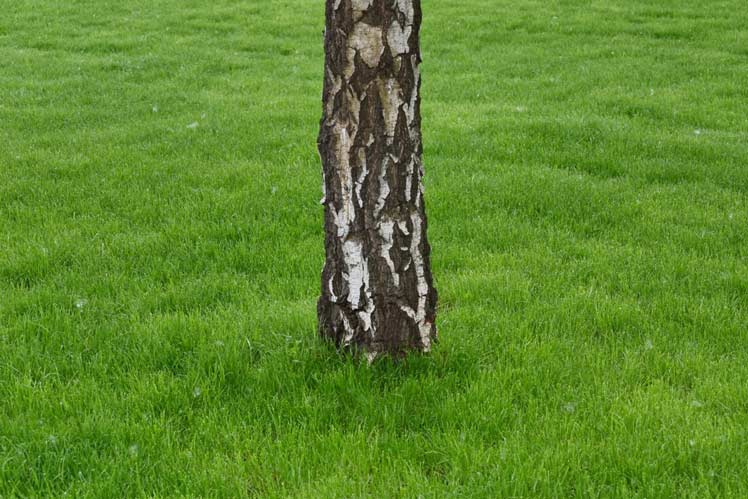 Schaduwgras
